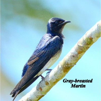 Gray-breasted Martin